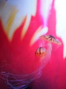 花、空など鮮やかなニナミカワールド全開。